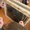 A méhekkel ismerkedett a 2.c1 osztály