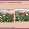 Három hetet meghaladó környezetvédelmi projekt az 5. évfolyamon