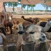 Osztálykirándulás - Pusztaottlaka Safari Park